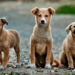 Yozgat’ta sahipli hayvanları sokağa  bırakanlara ağır yaptırımlar uyarısı